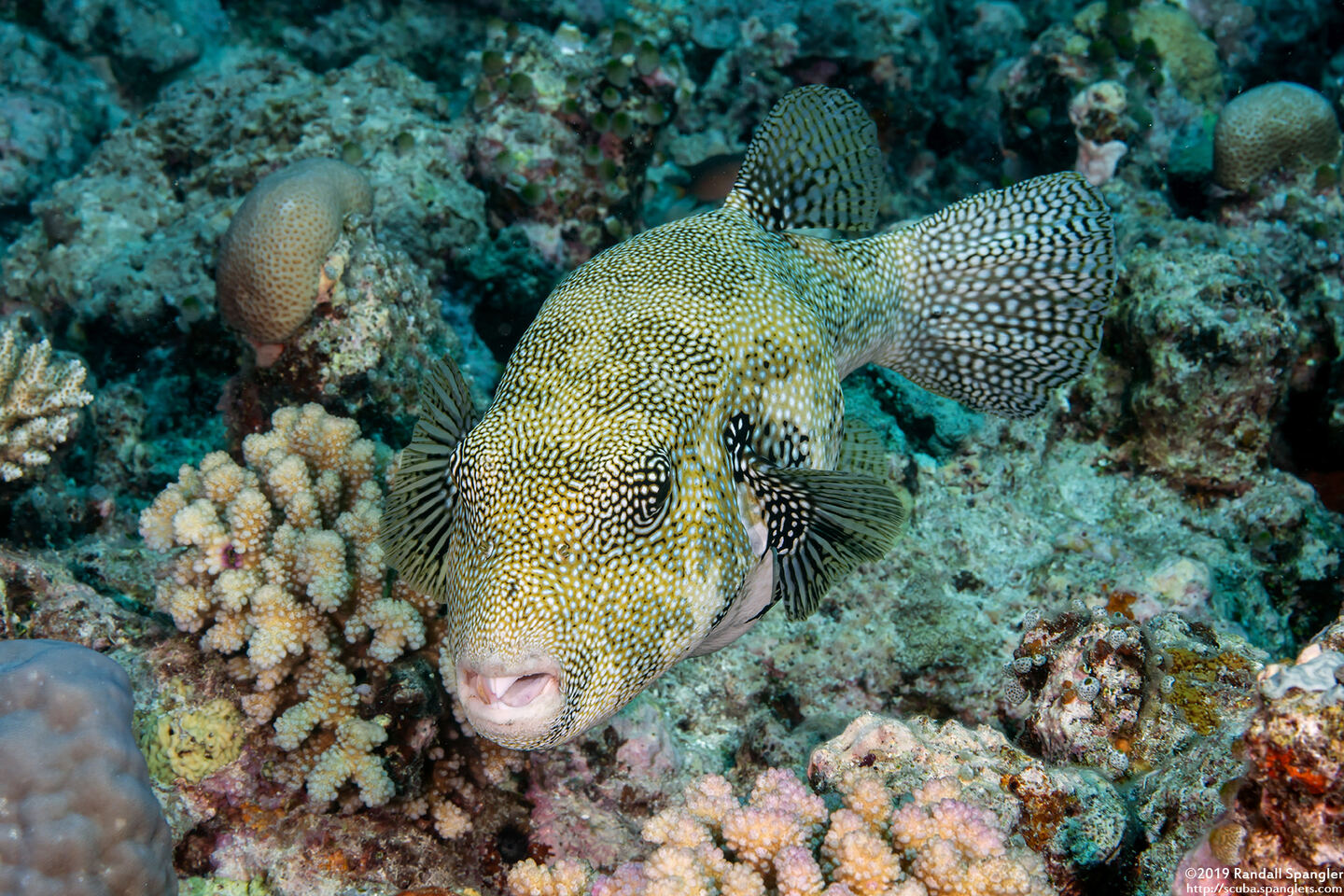 Arothron caeruleopunctatus (Blue-Spotted Puffer)