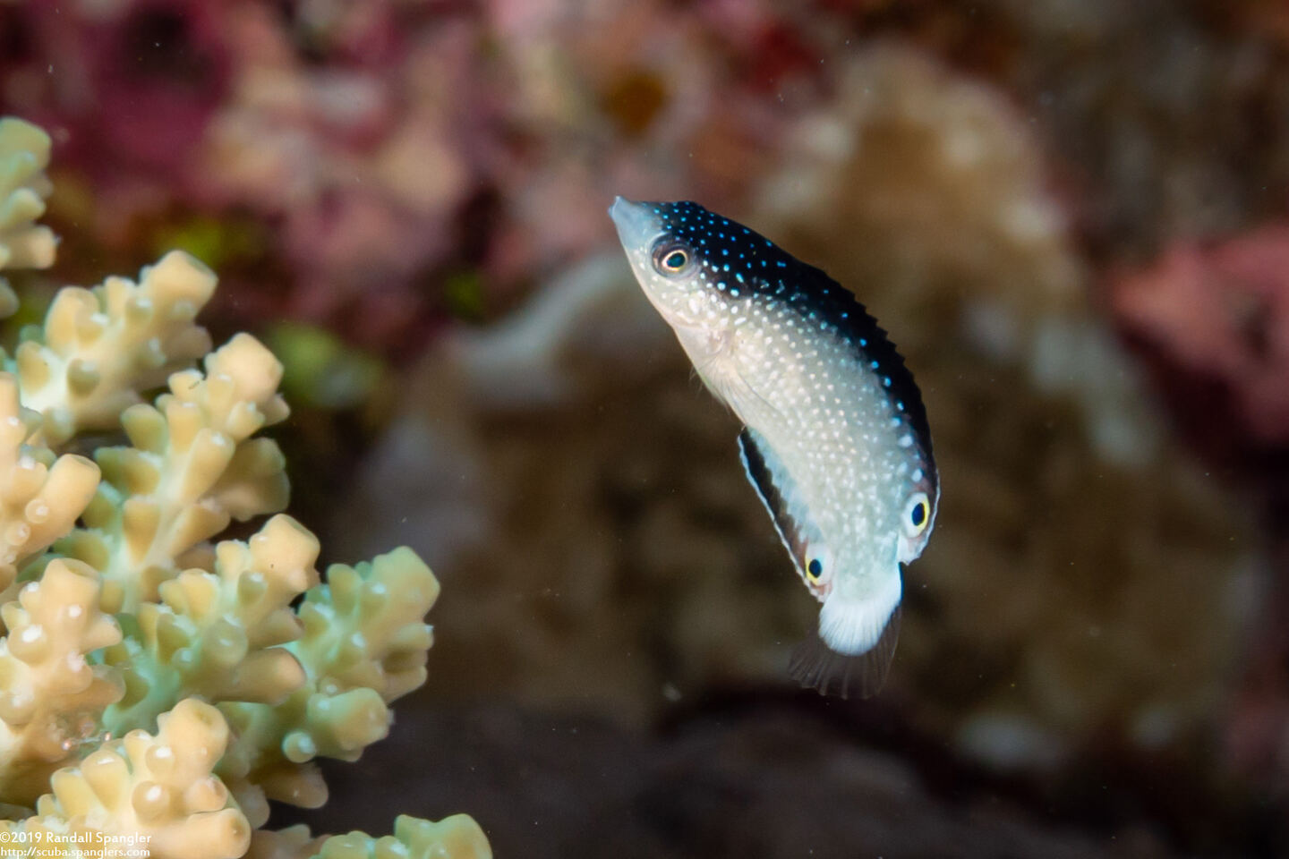 Anampses neoguinaicus (New Guinea Wrasse)