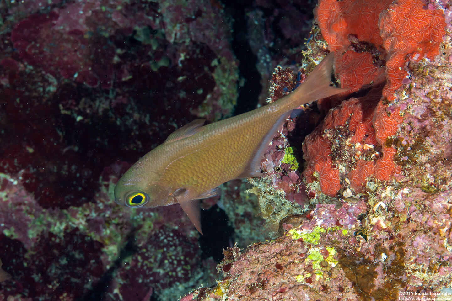 Pempheris adusta (Dusky Sweeper)