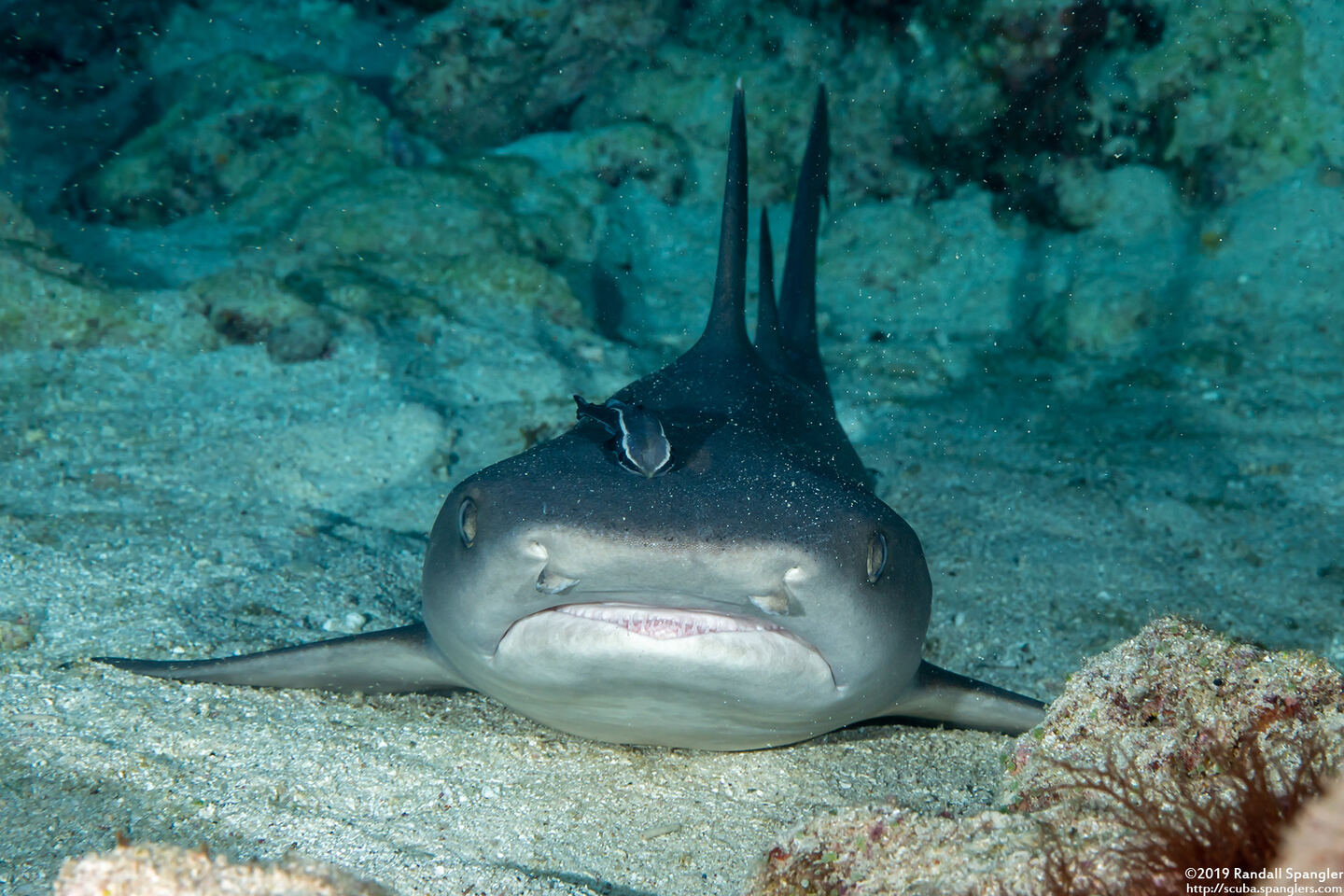 Triaenodon obesus (Whitetip Reef Shark)
