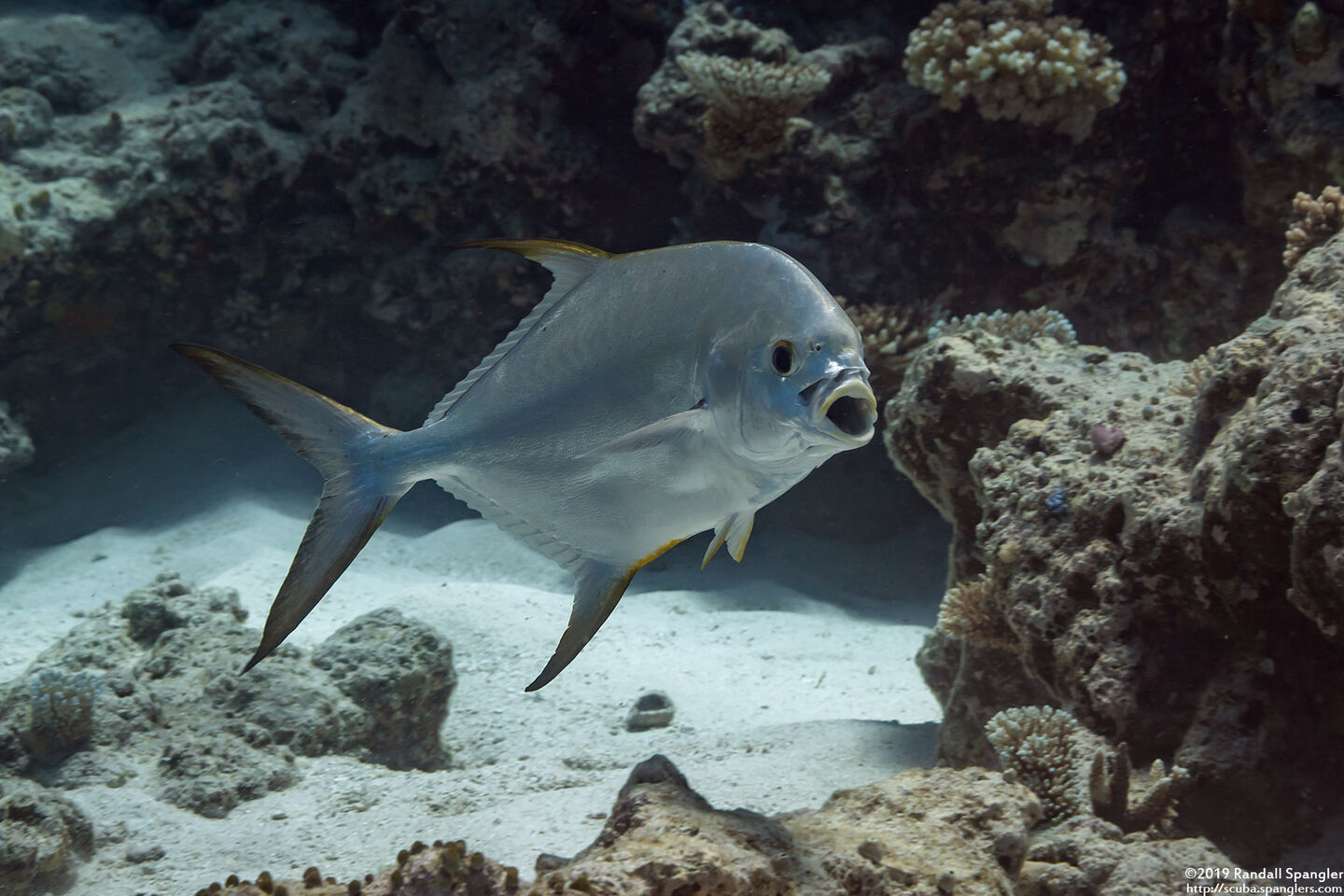 Trachinotus blochii (Snubnose Pompano)