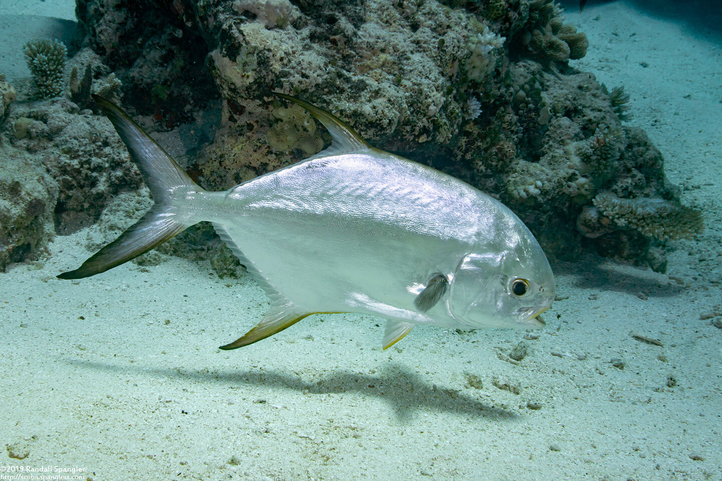 Trachinotus blochii (Snubnose Pompano)