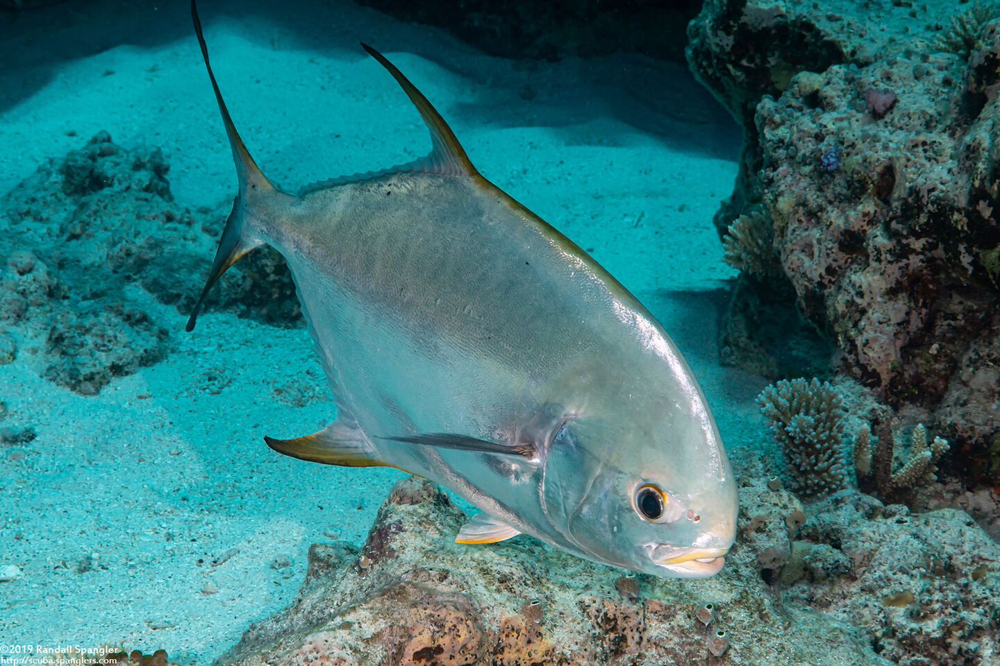 Trachinotus blochii (Snubnose Pompano)