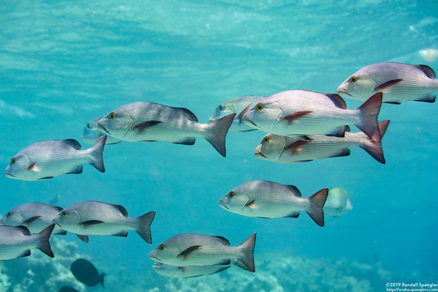 Lutjanus bohar (Red Snapper)