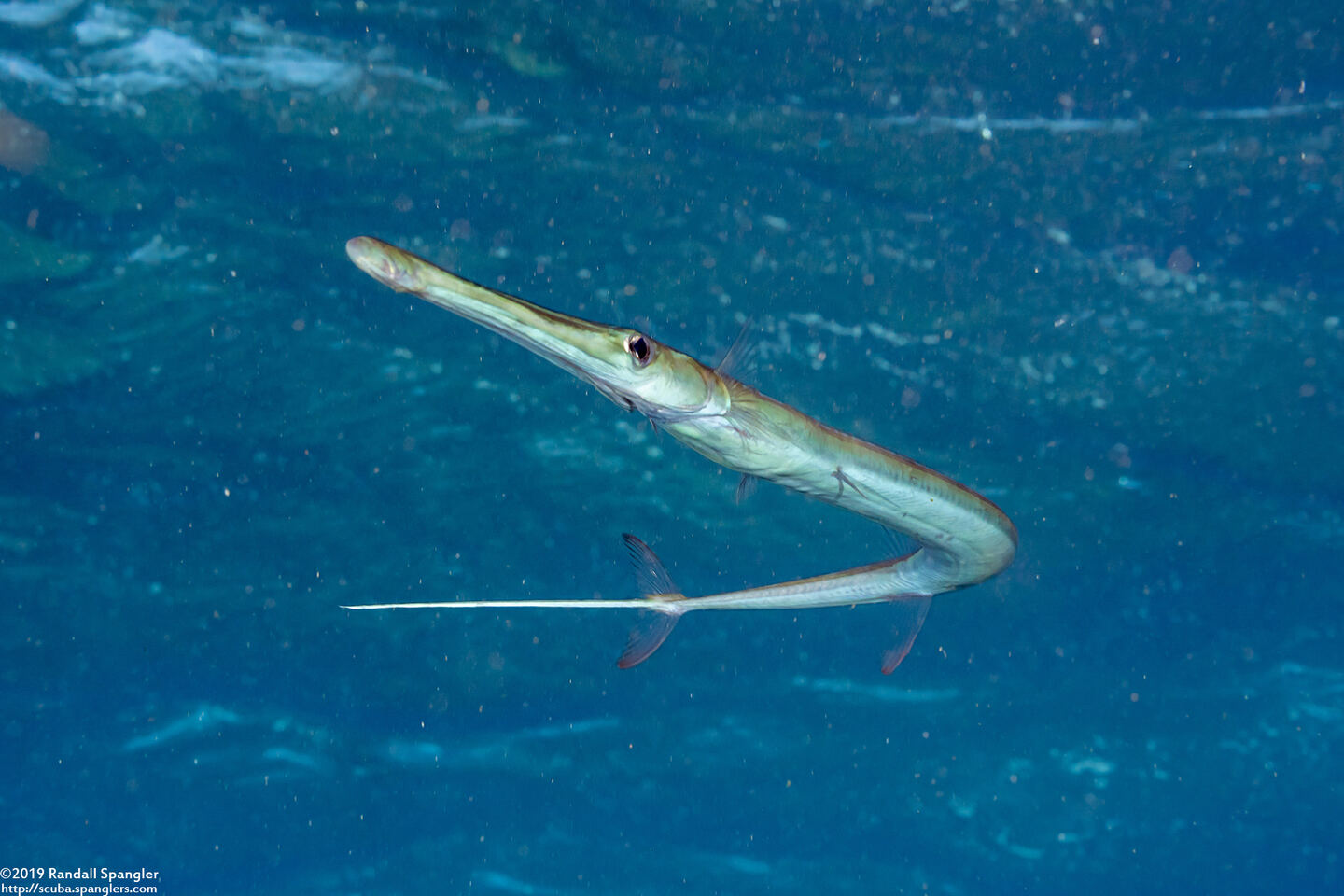 Fistularia commersonii (Bluespotted Cornetfish)