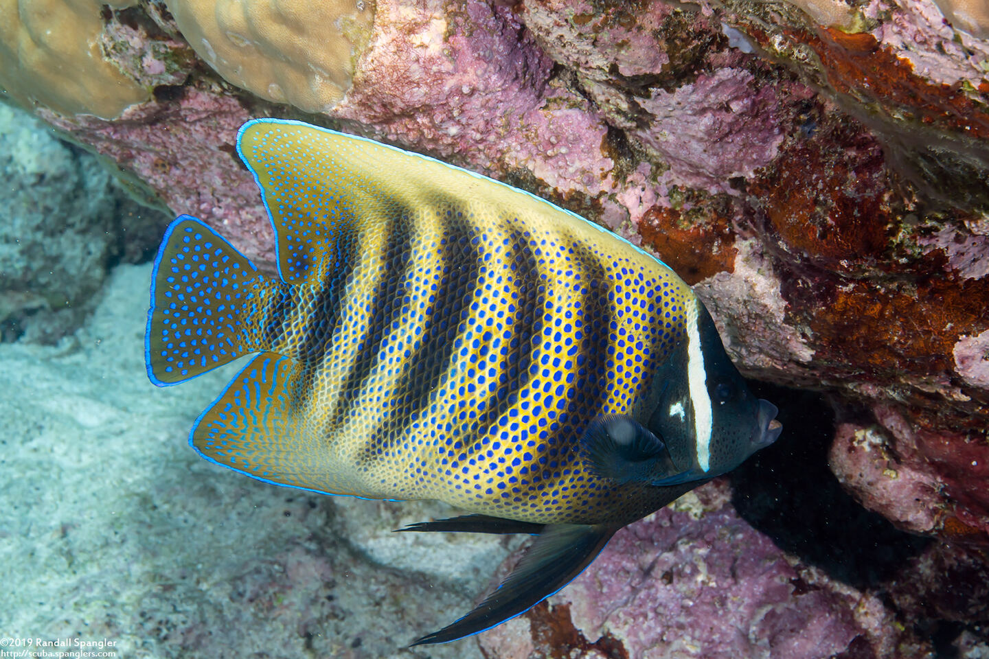 Pomacanthus sexstriatus (Six-Banded Angelfish)