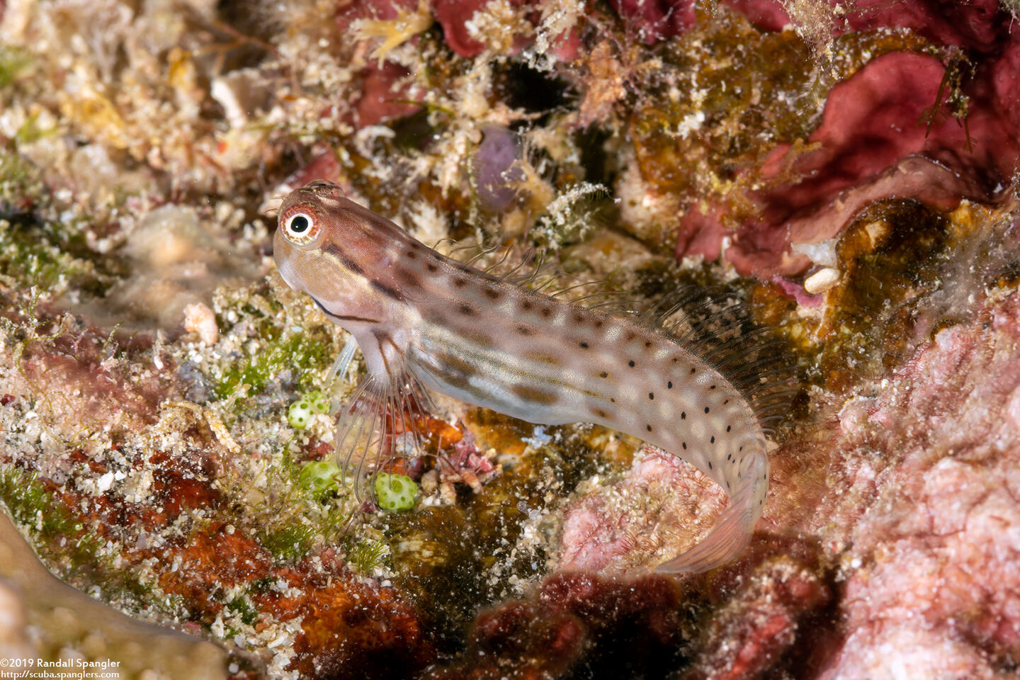 Ecsenius yaeyamaensis (Yaeyama Coralblenny)
