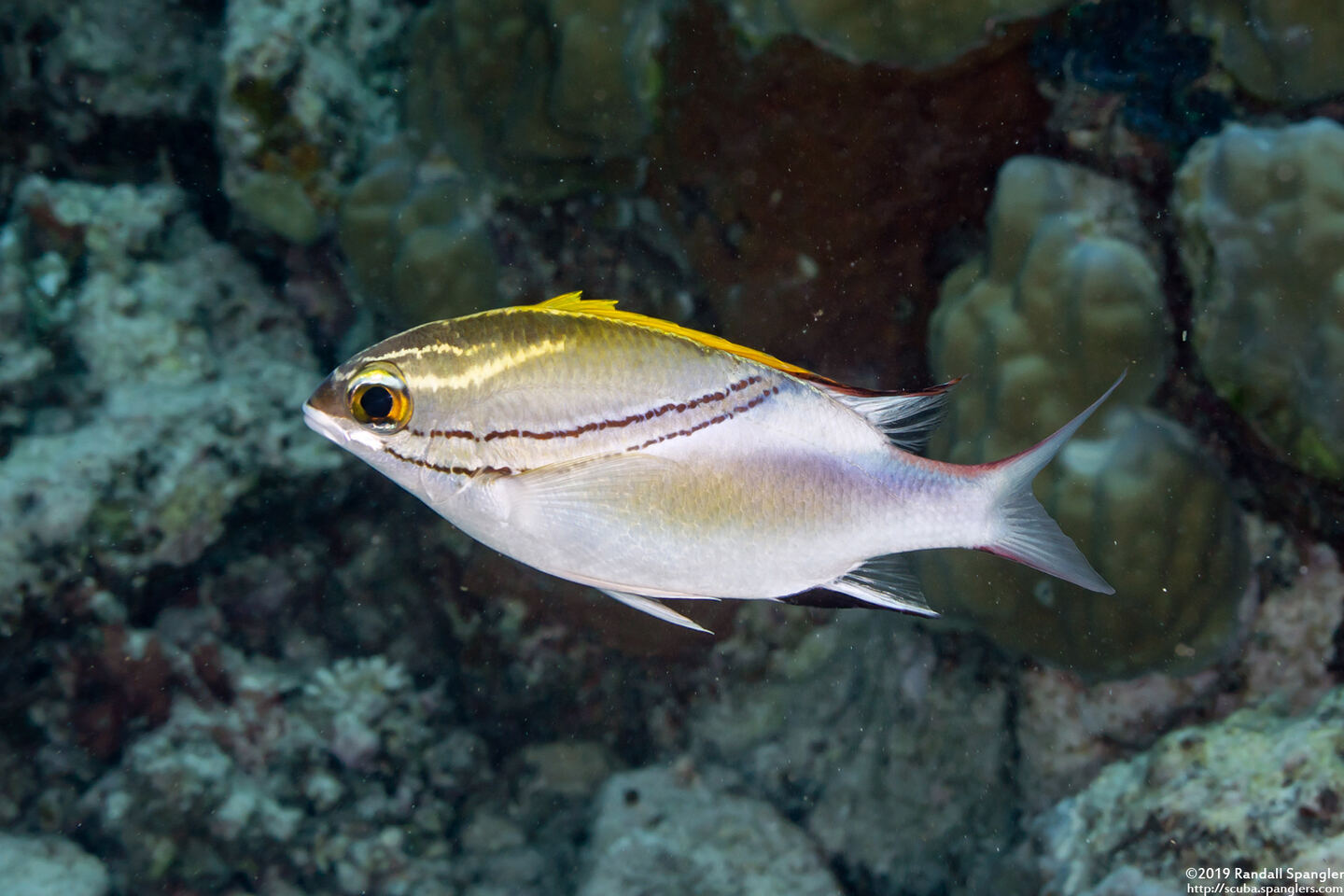 Scolopsis bilineata (Bridled Monocle Bream)