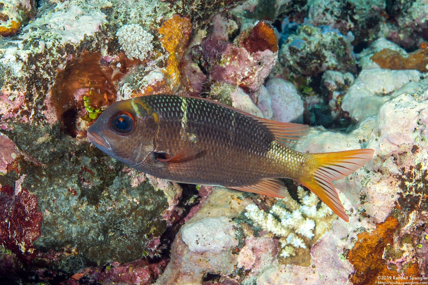 Monotaxis heterodon (Redfin Bream)
