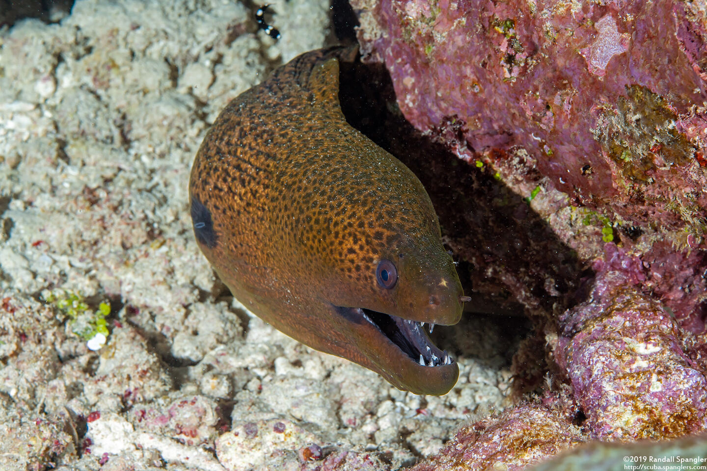 Gymnothorax javanicus (Giant Moray)