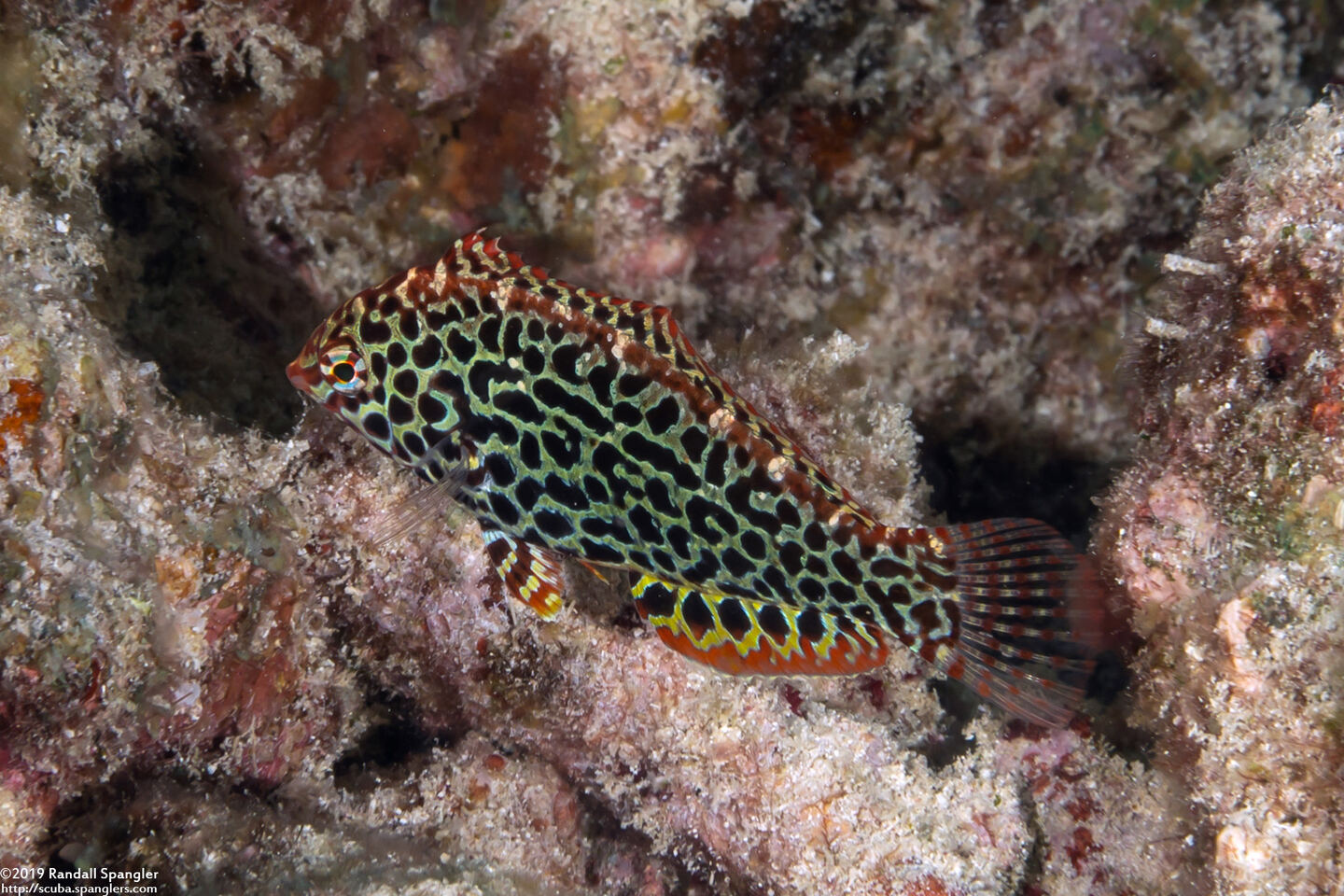 Macropharyngodon meleagris (Leopard Wrasse)