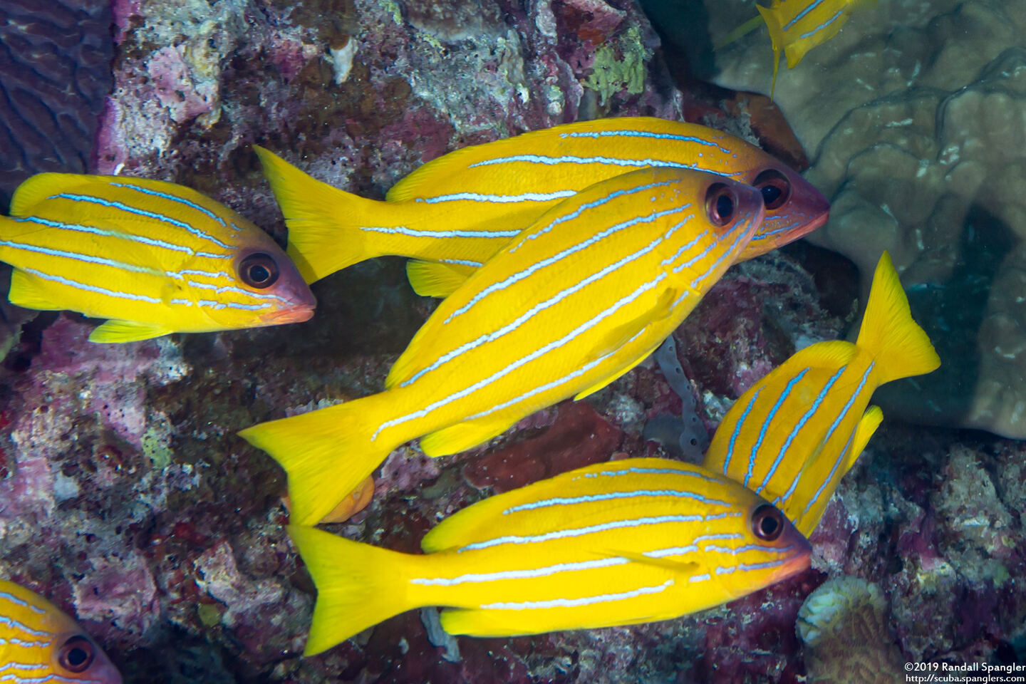 Lutjanus quinquelineatus (Five-Lined Snapper)