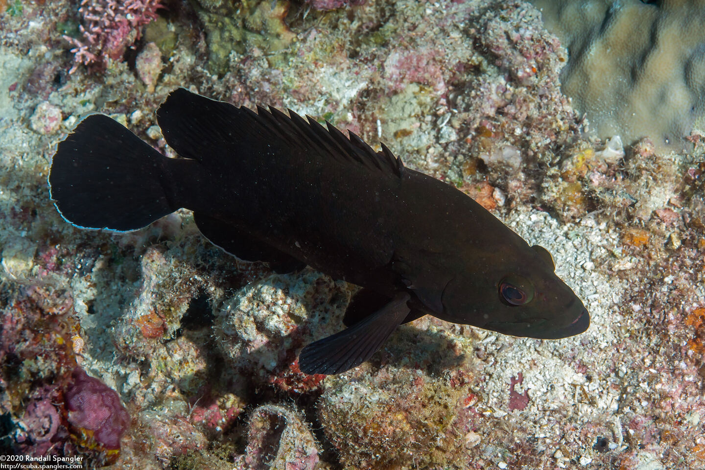 Cephalopholis boenak (Chocolate Grouper)
