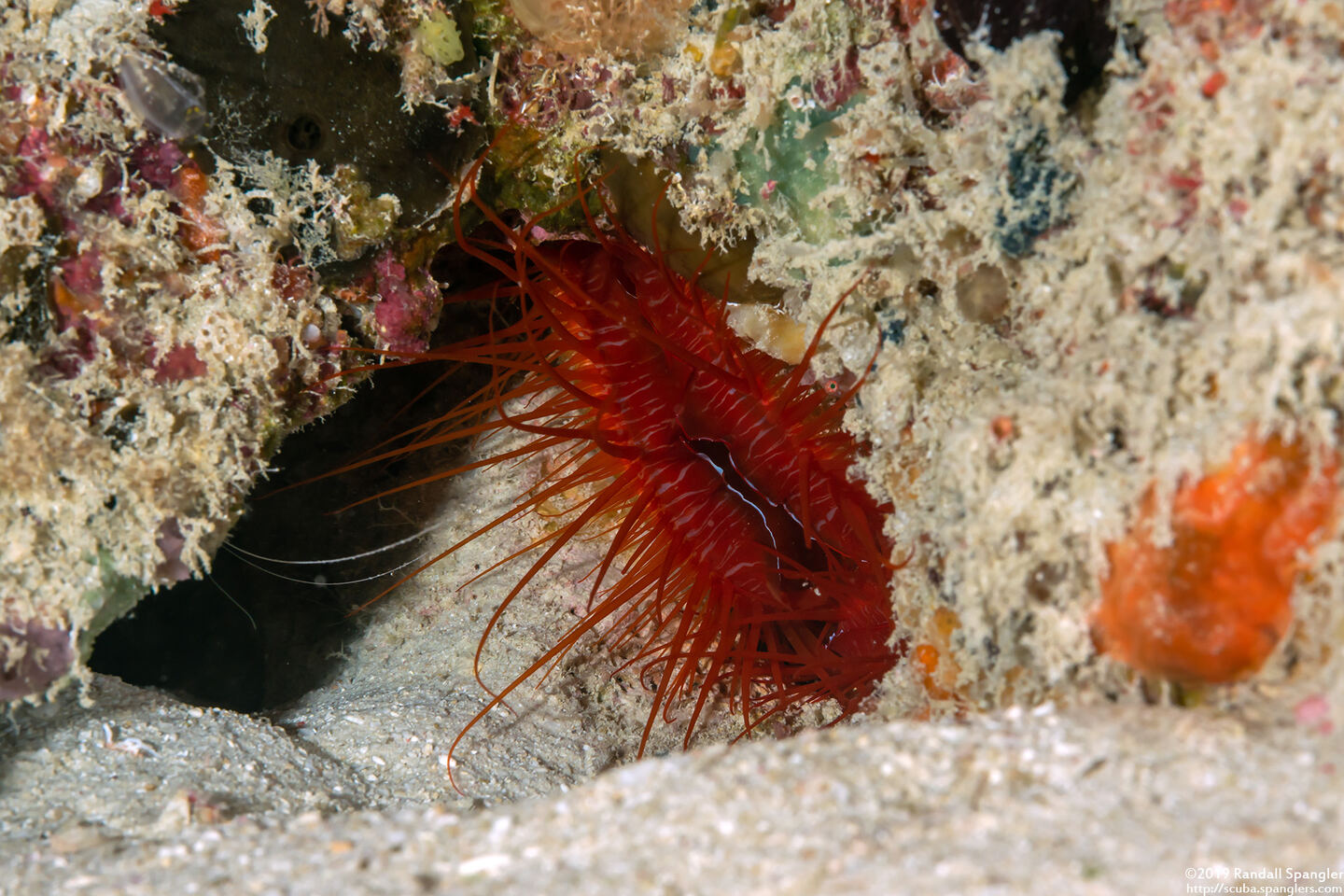 Ctenoides ales (Electric Fileclam)