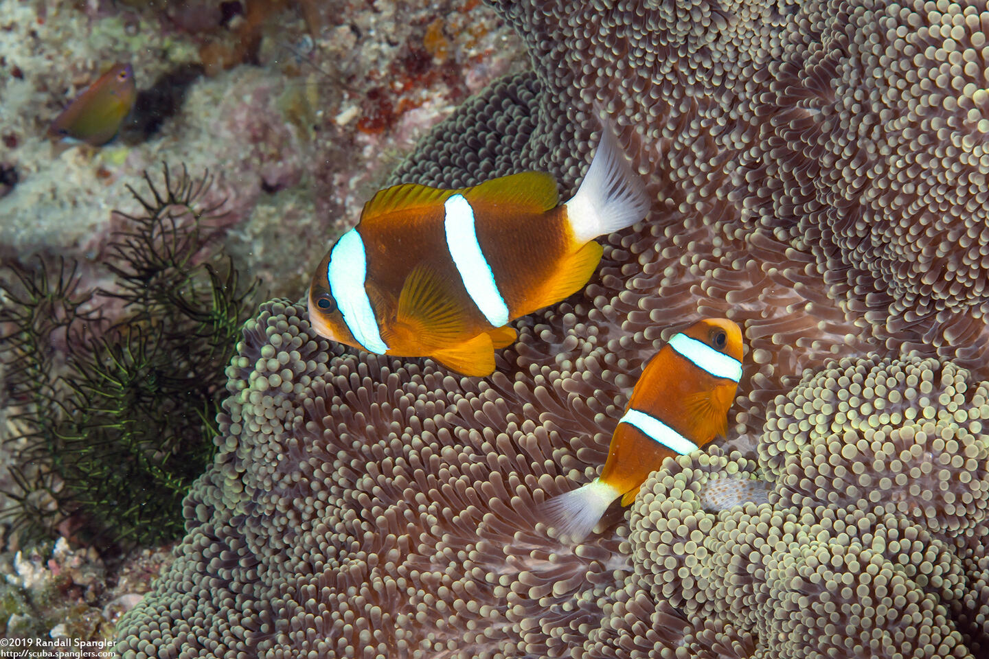 Amphiprion akindynos (Barrier Reef Anemonefish)