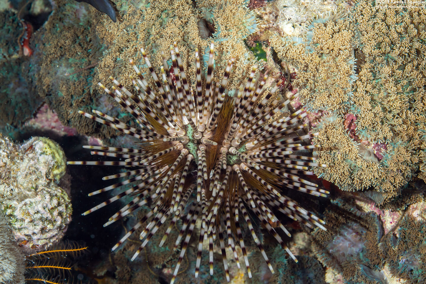 Echinothrix calamaris (Double-Spined Urchin)