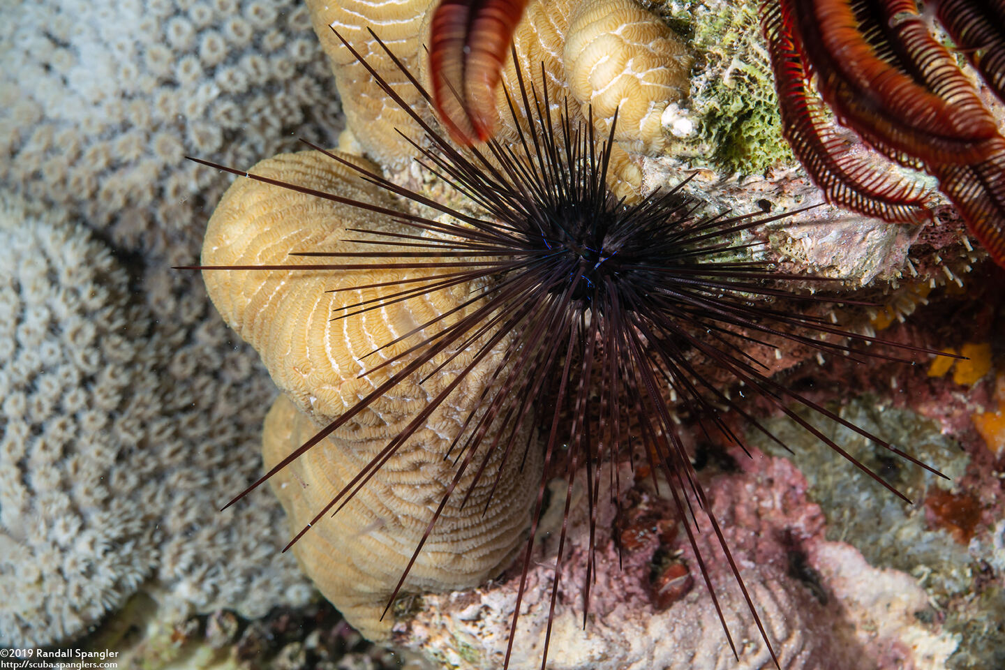 Diadema setosum (Black Longspine Sea Urchin)