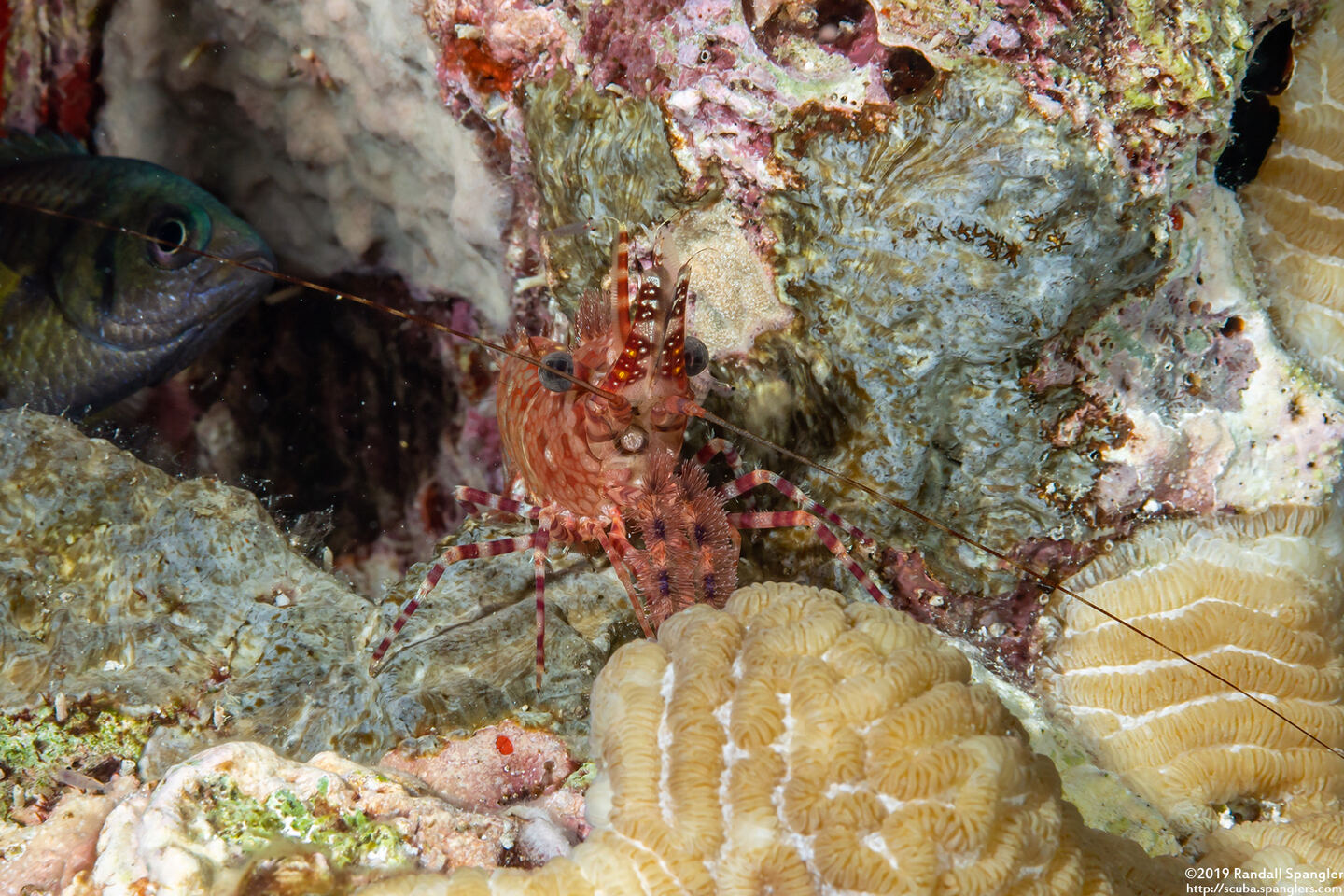 Saron marmoratus (Common Marbled Shrimp)