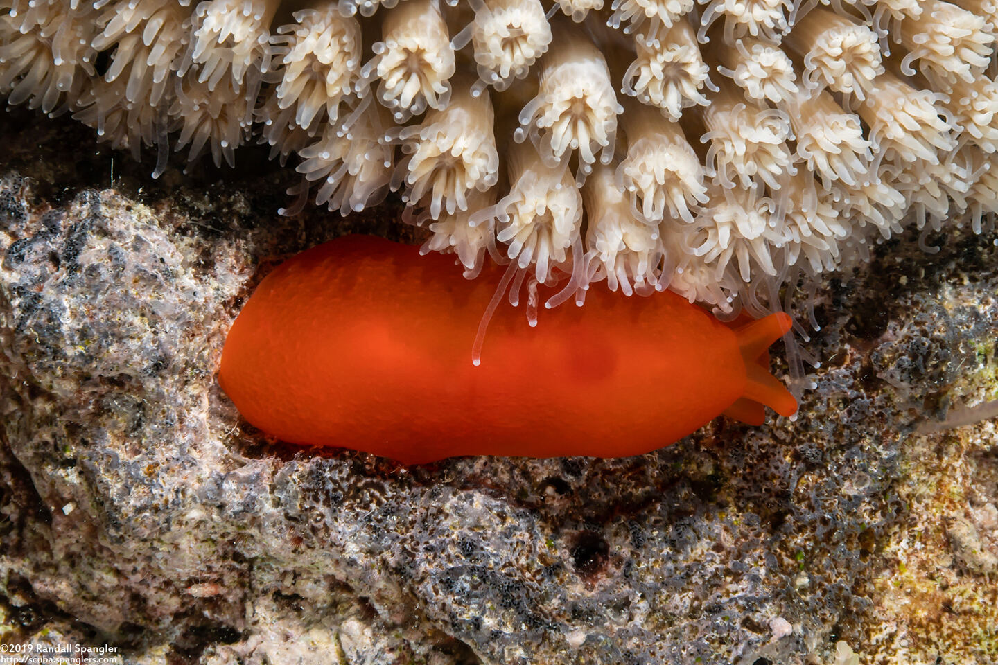 Berthellina delicata (Orange Gumdrop)