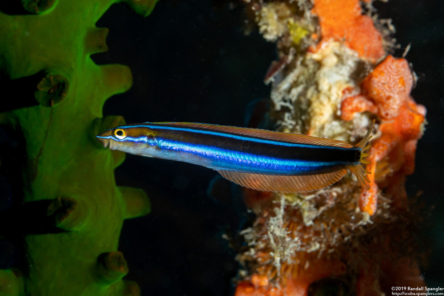 Plagiotremus rhinorhynchos (Bluestriped Fangblenny)