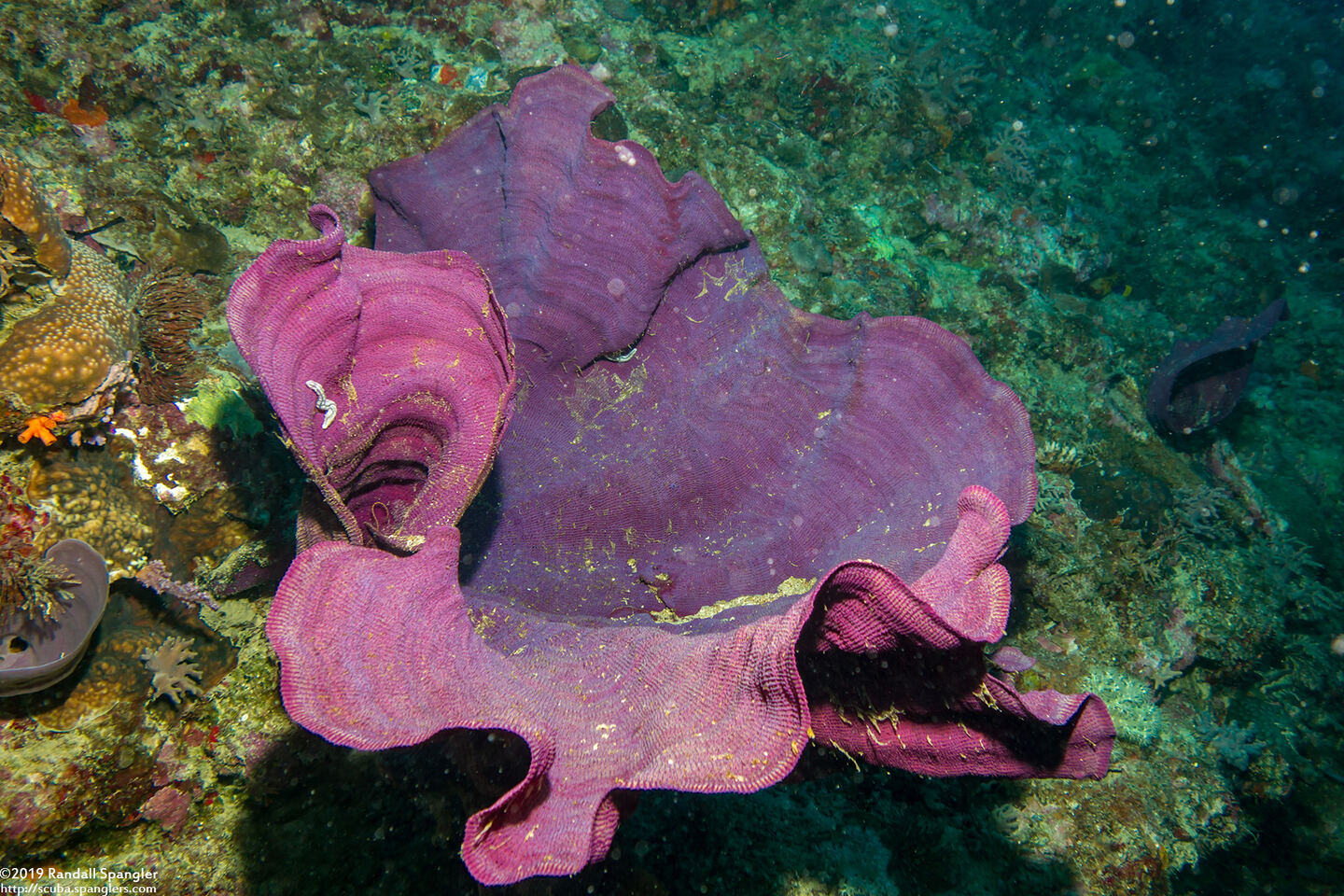 Ianthella basta (Elephant Ear Sponge)