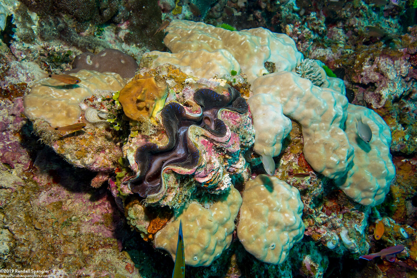Tridacna maxima (Maxima Giant Clam)