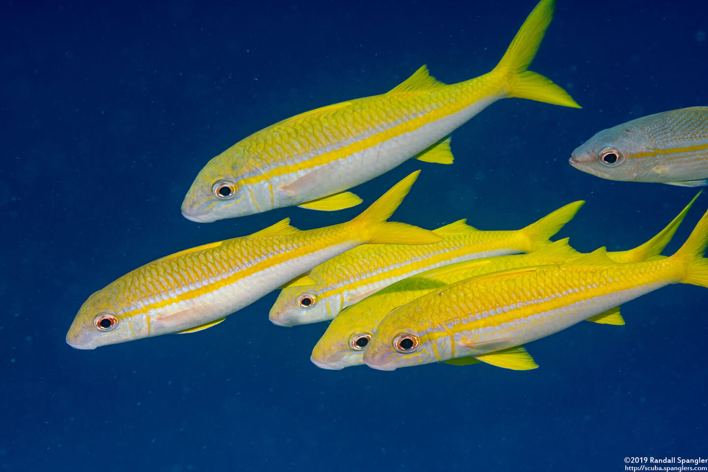 Mulloidichthys vanicolensis (Yellowfin Goatfish)