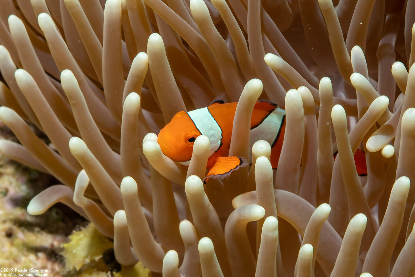 Amphiprion percula (Clown Anemonefish)