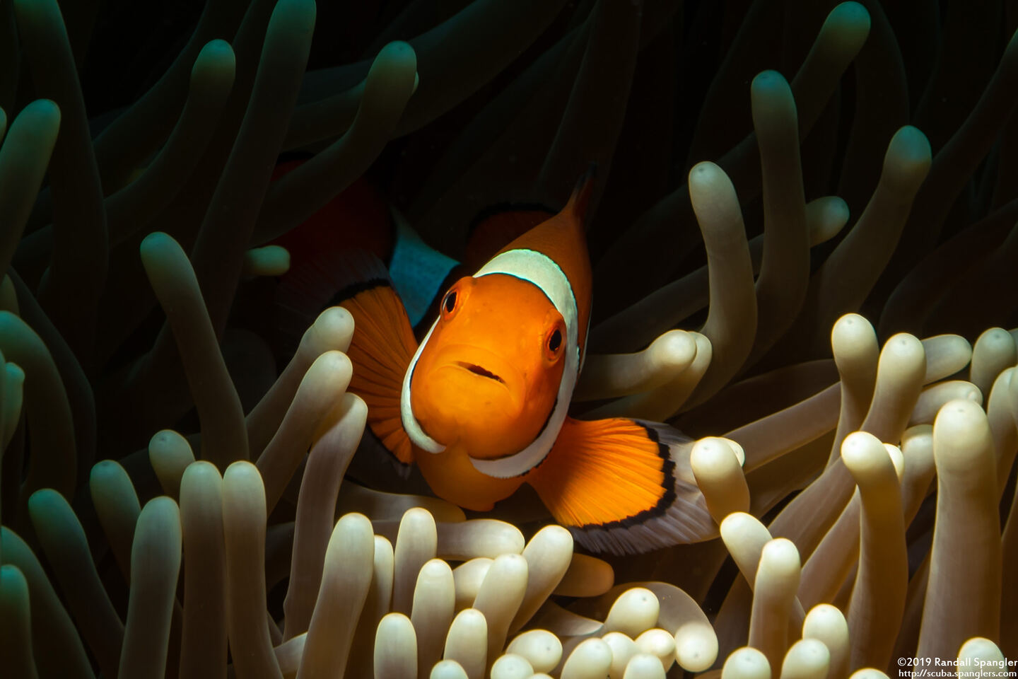 Amphiprion percula (Clown Anemonefish)