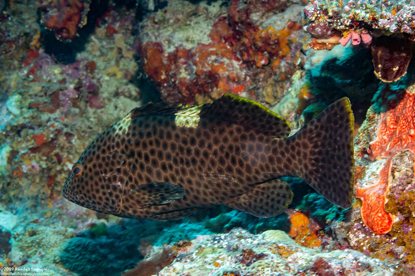 Epinephelus maculatus (Highfin Grouper)