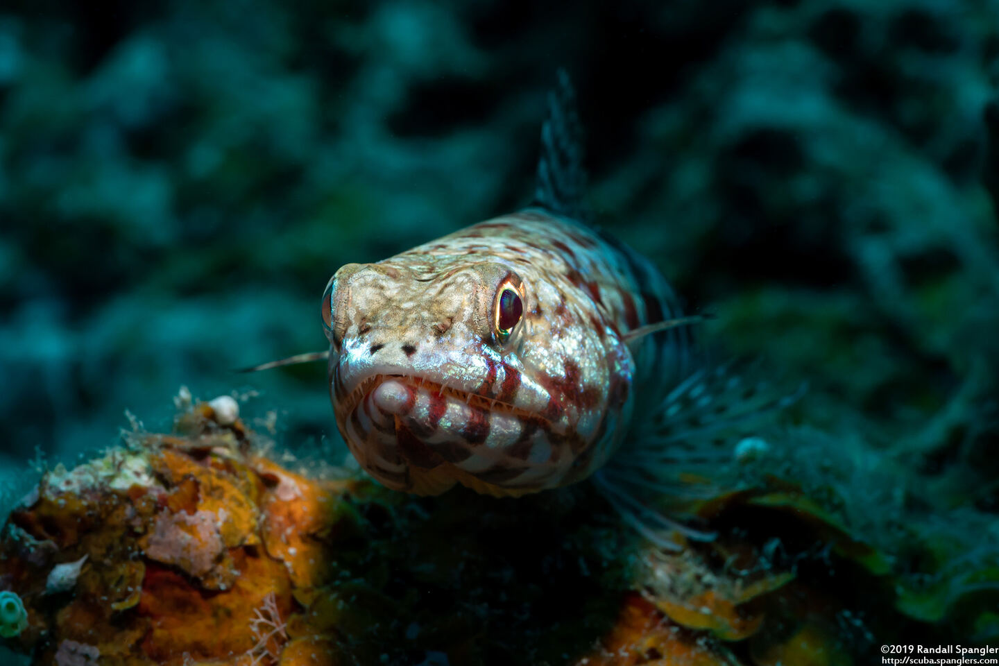 Synodus binotatus (Twospot Lizardfish)