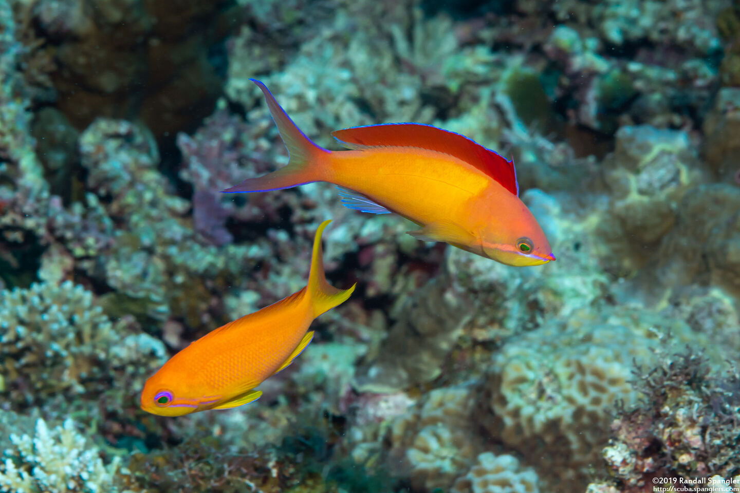 Pseudanthias dispar (Redfin Anthias)