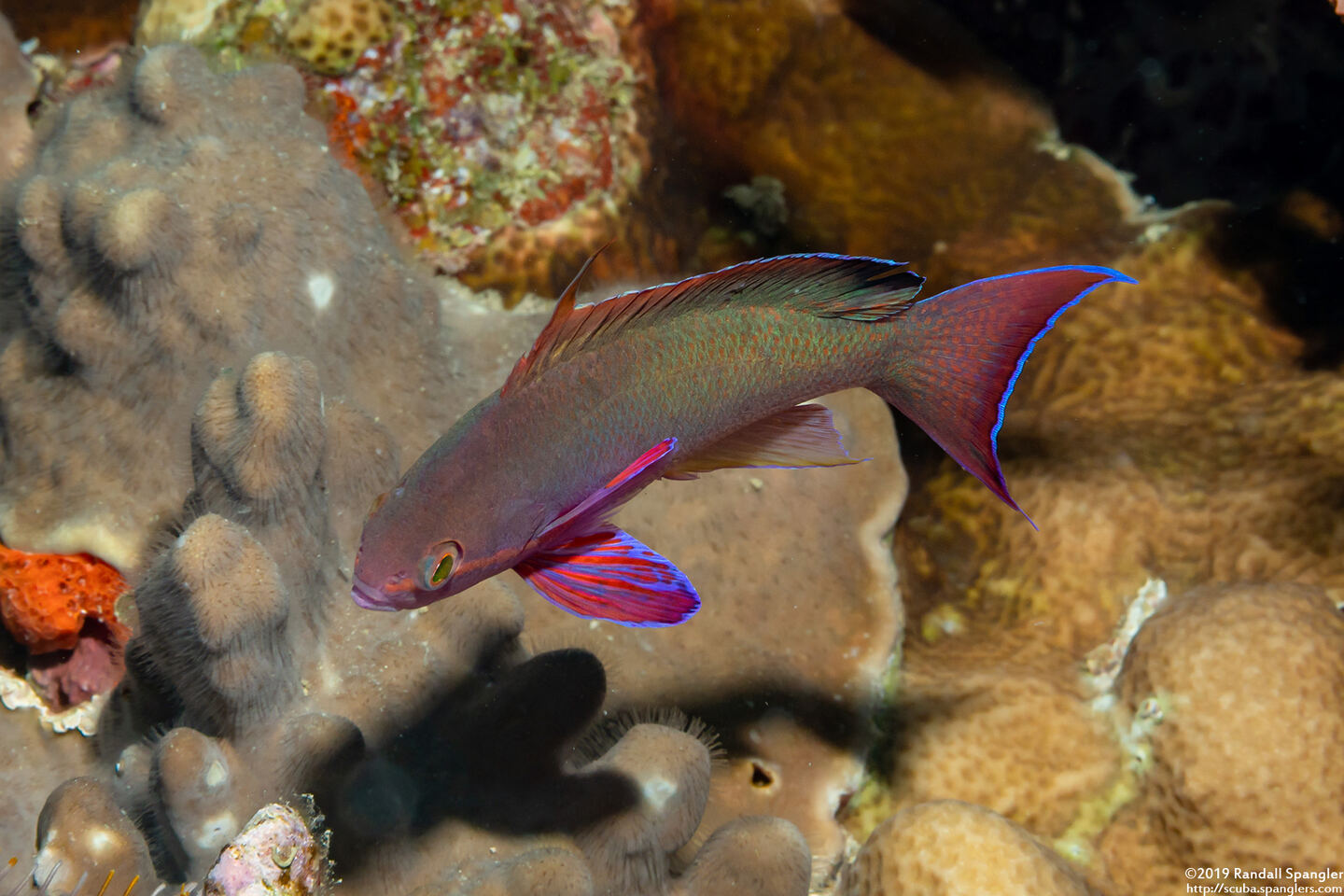 Pseudanthias squamipinnis (Scalefin Anthias)