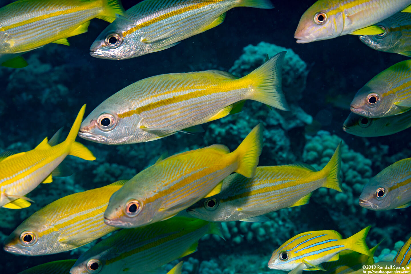 Lutjanus lutjanus (Bigeye Snapper)