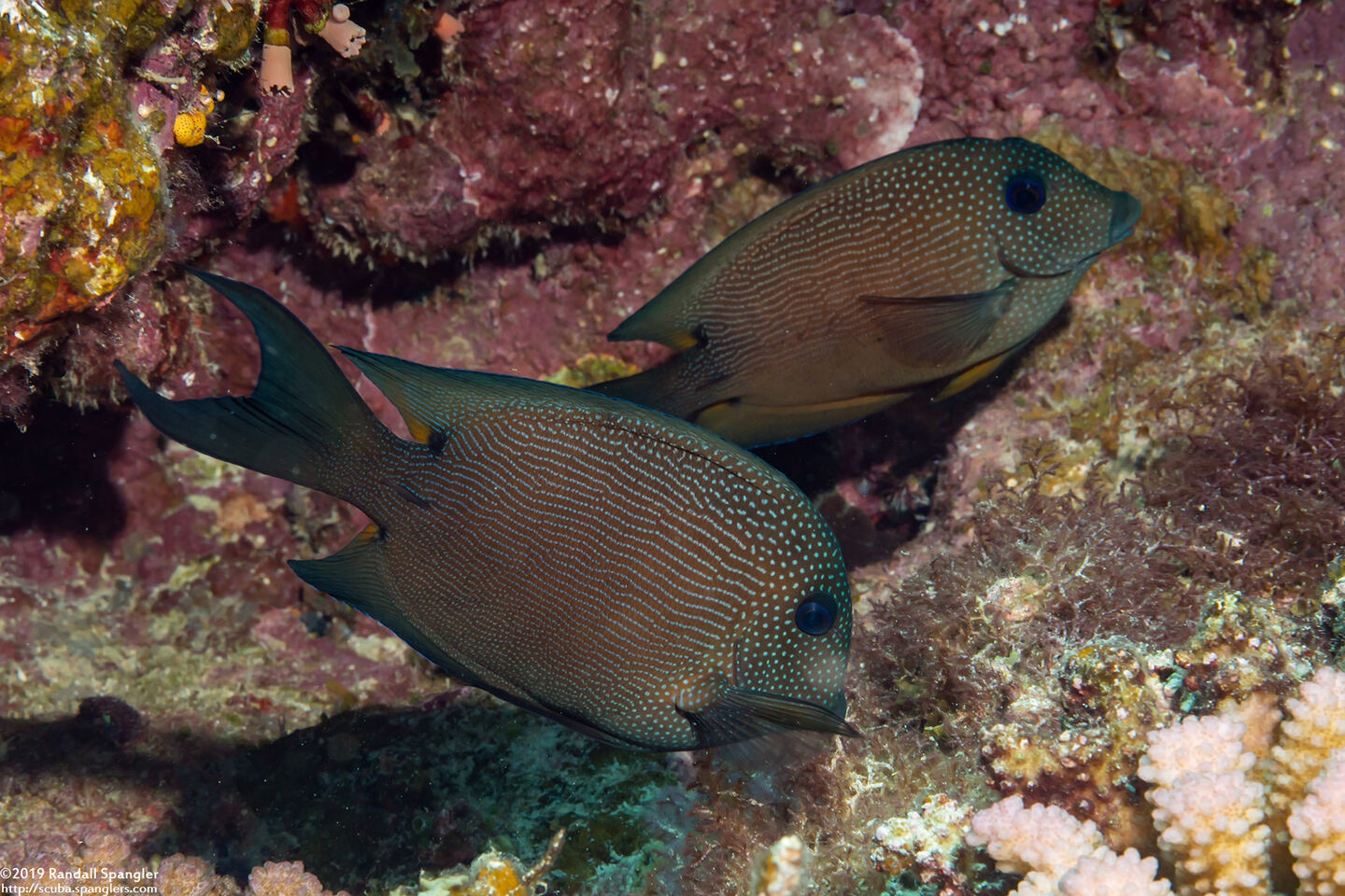 Ctenochaetus binotatus (Twospot Bristletooth)