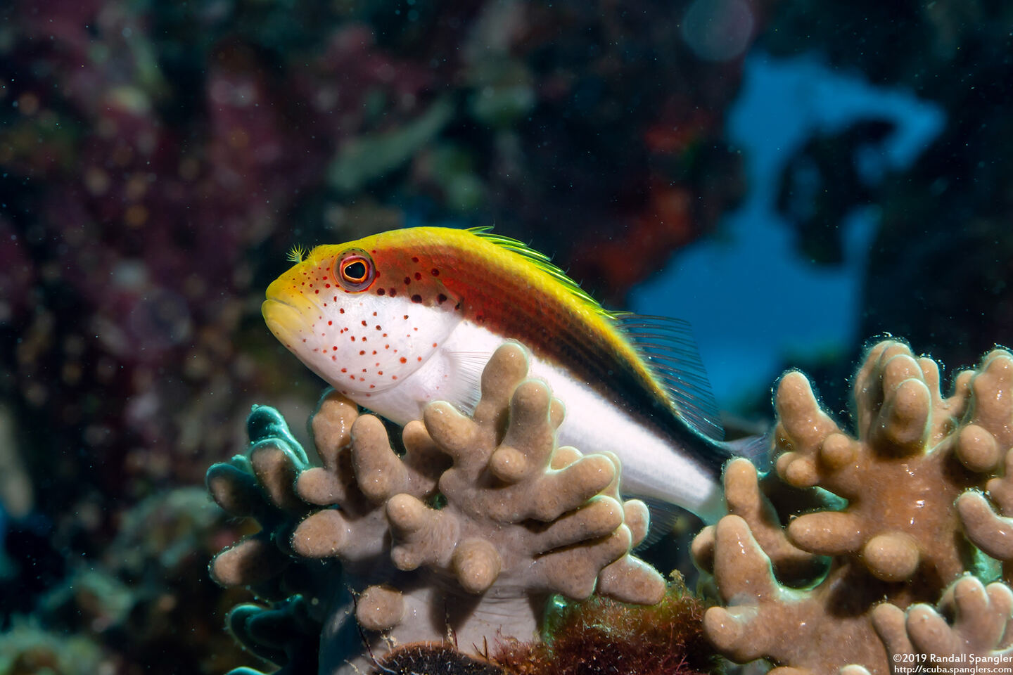 Paracirrhites forsteri (Freckled Hawkfish)