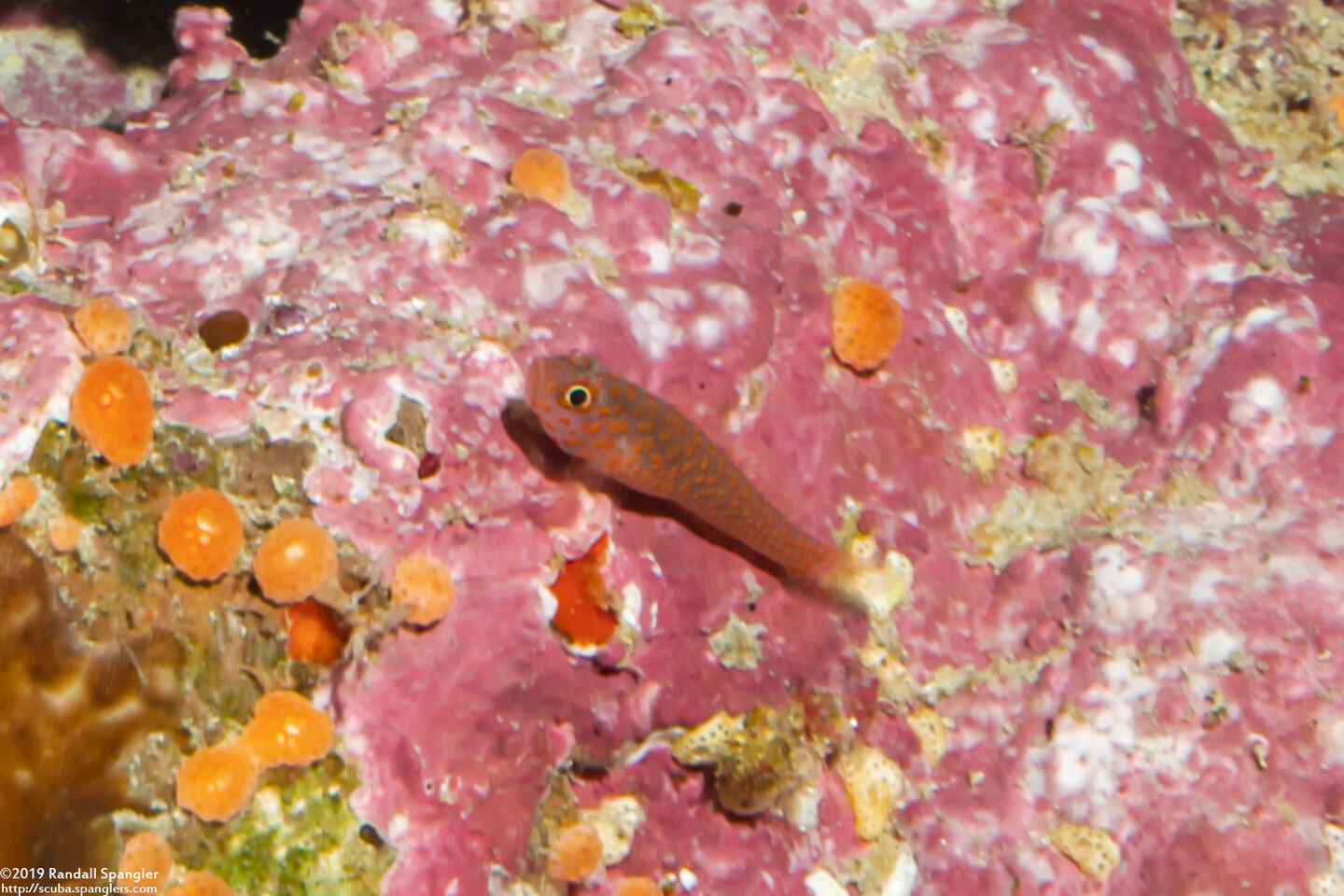 Trimma okinawae (Okinawa Pygmygoby)