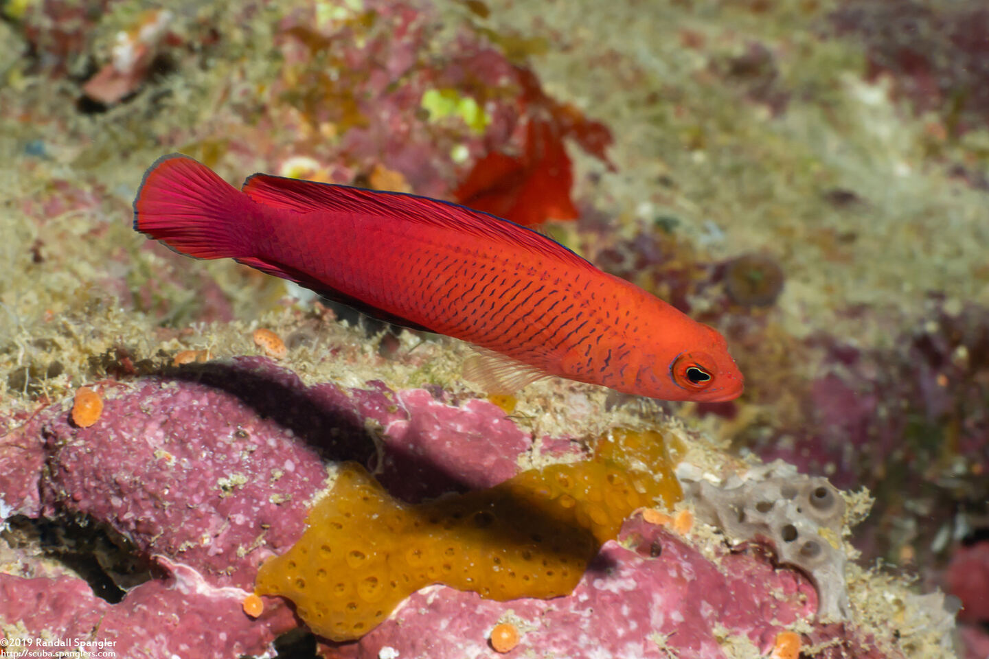 Cypho zaps (Checkered Dottyback)