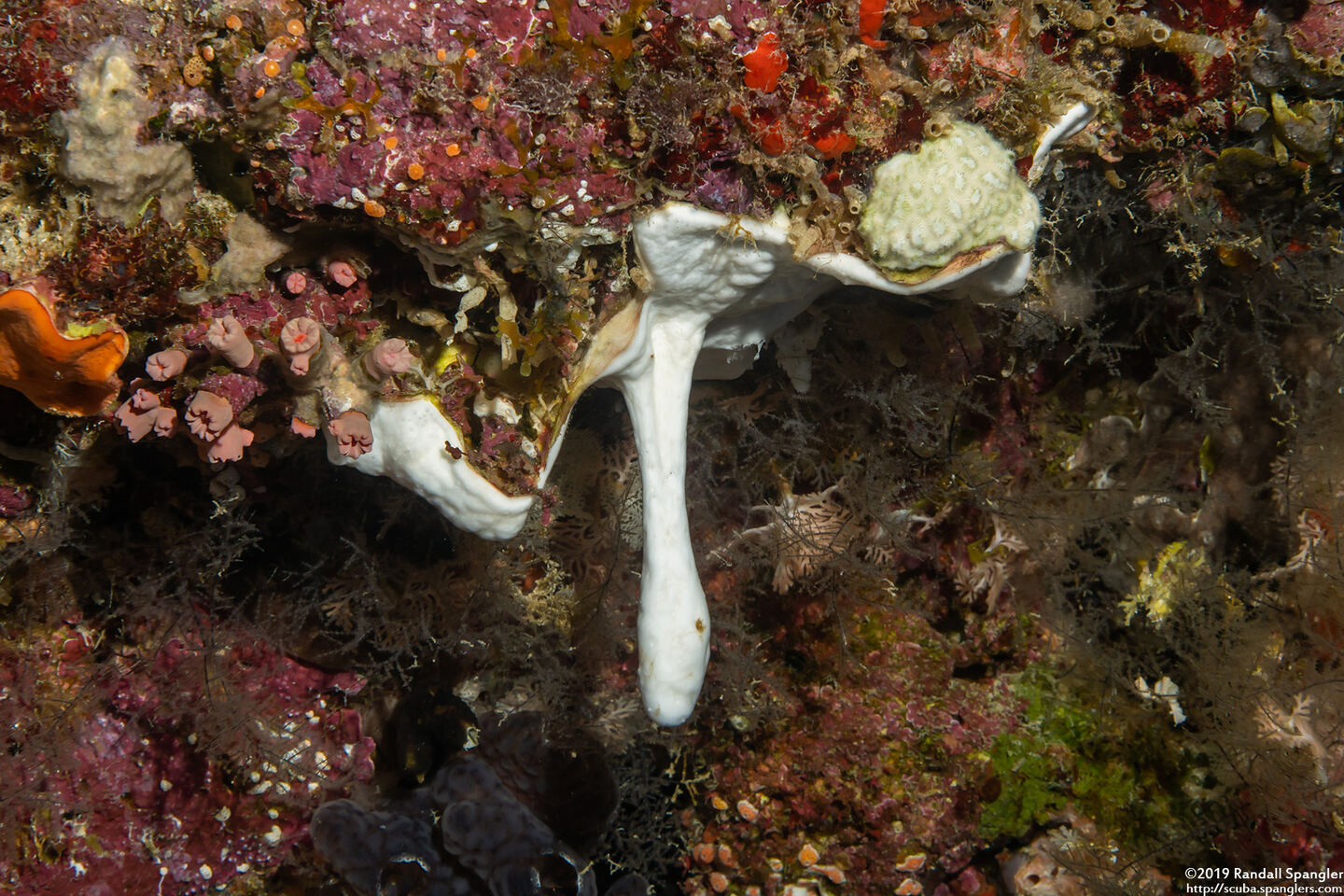 Didemnum sp.11 (Didemnum sp.11)