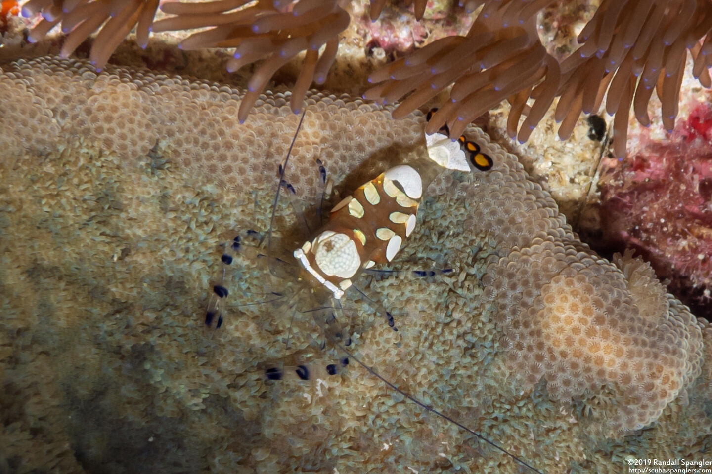 Ancylocaris brevicarpalis (Peacock-Tail Anemone Shrimp)