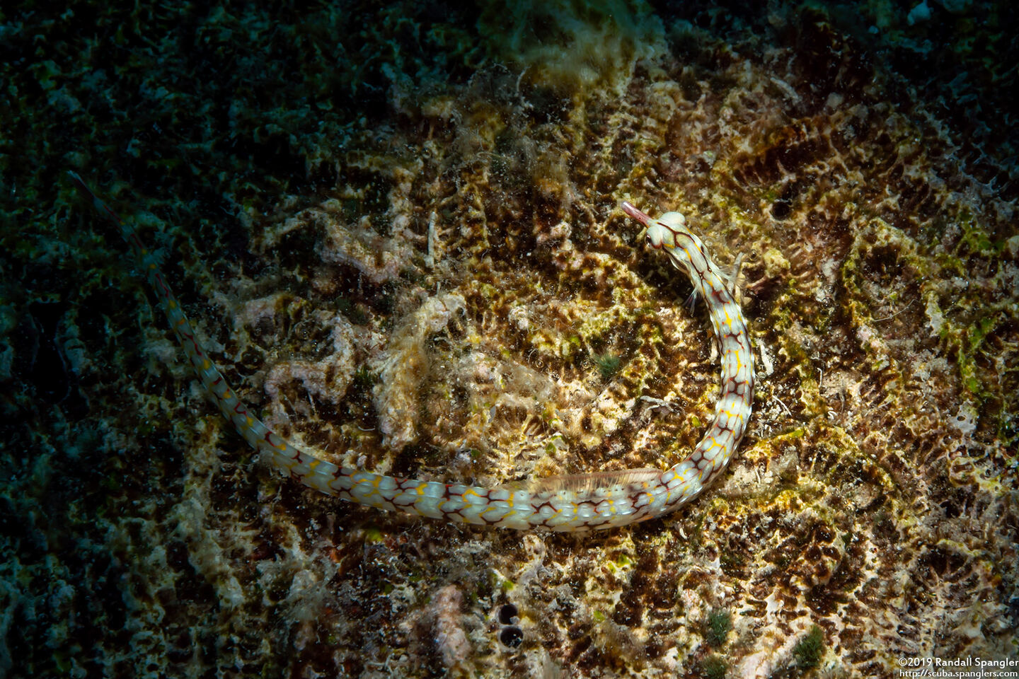 Corythoichthys conspicillatus (Network Pipefish)