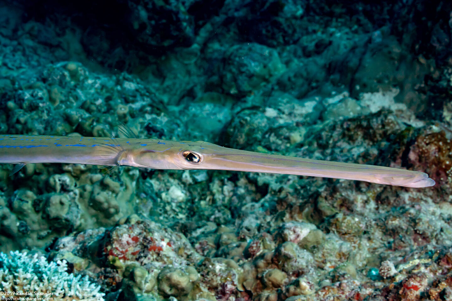 Fistularia commersonii (Bluespotted Cornetfish)