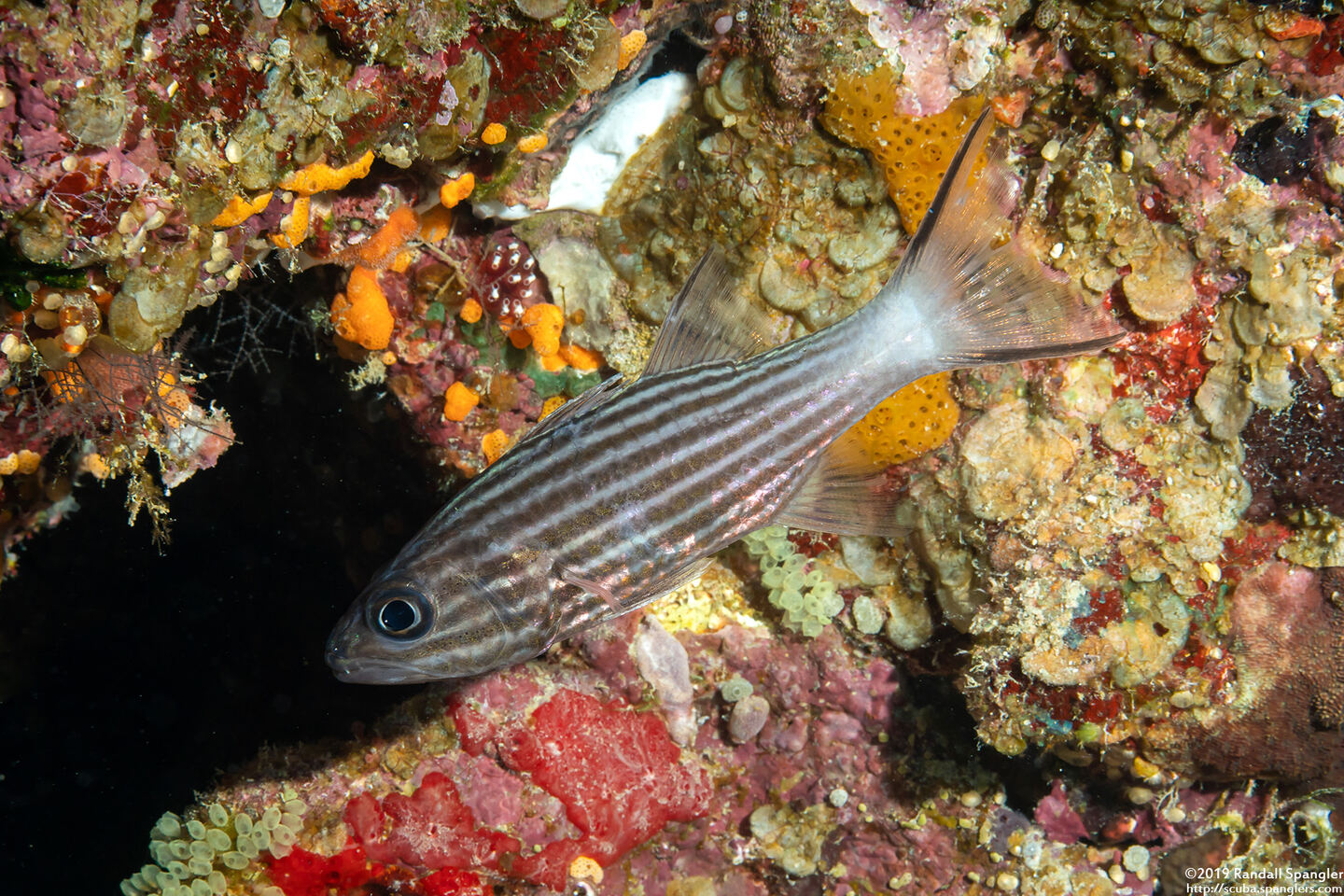 Cheilodipterus macrodon (Tiger Cardinalfish)