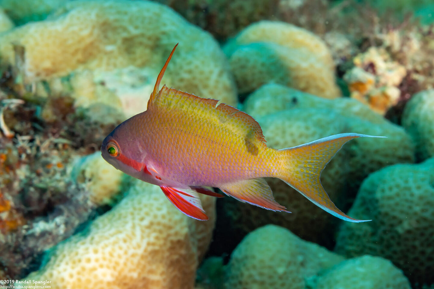 Pseudanthias huchtii (Threadfin Anthias)