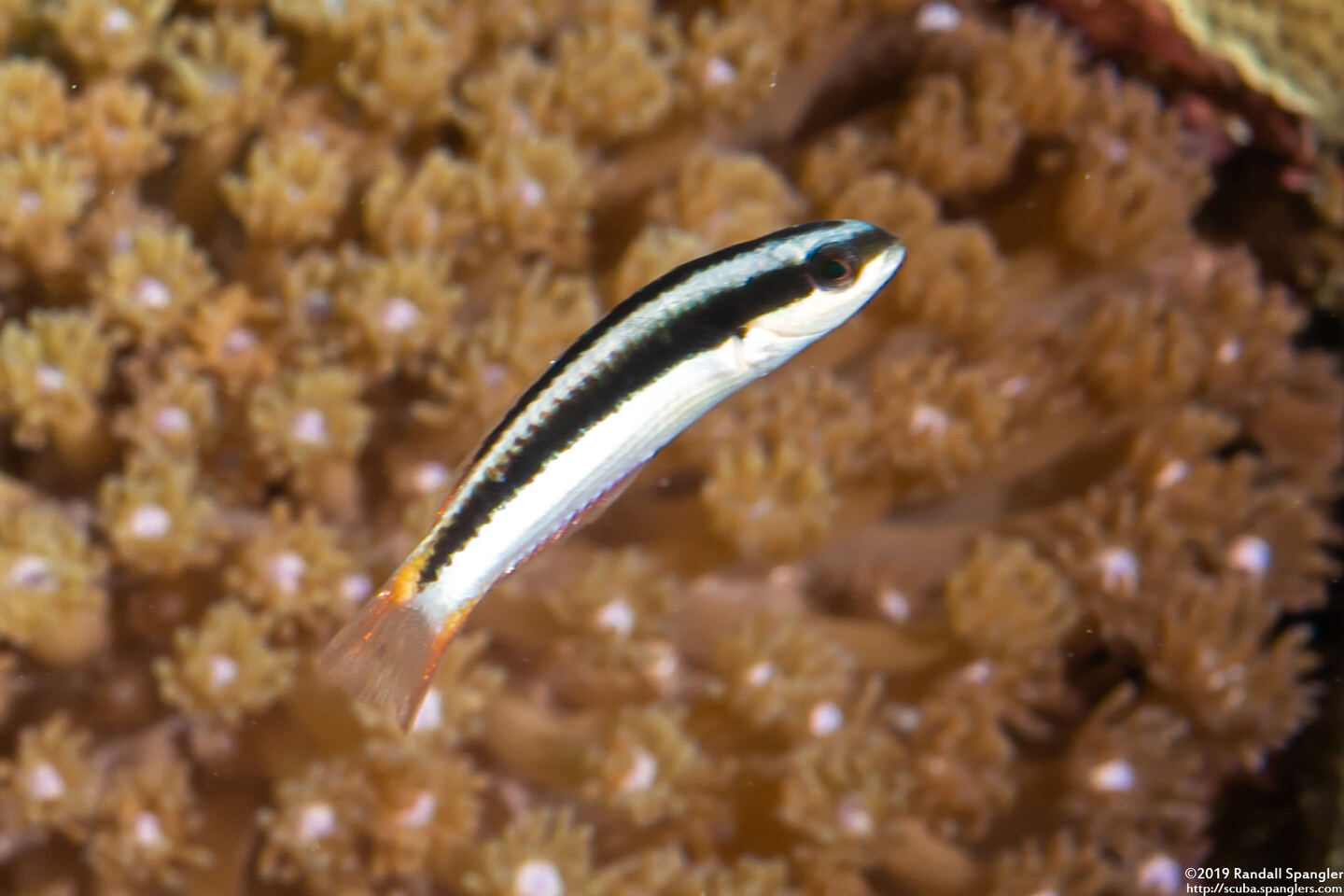 Thalassoma amblycephalum (Bluntheaded Wrasse)