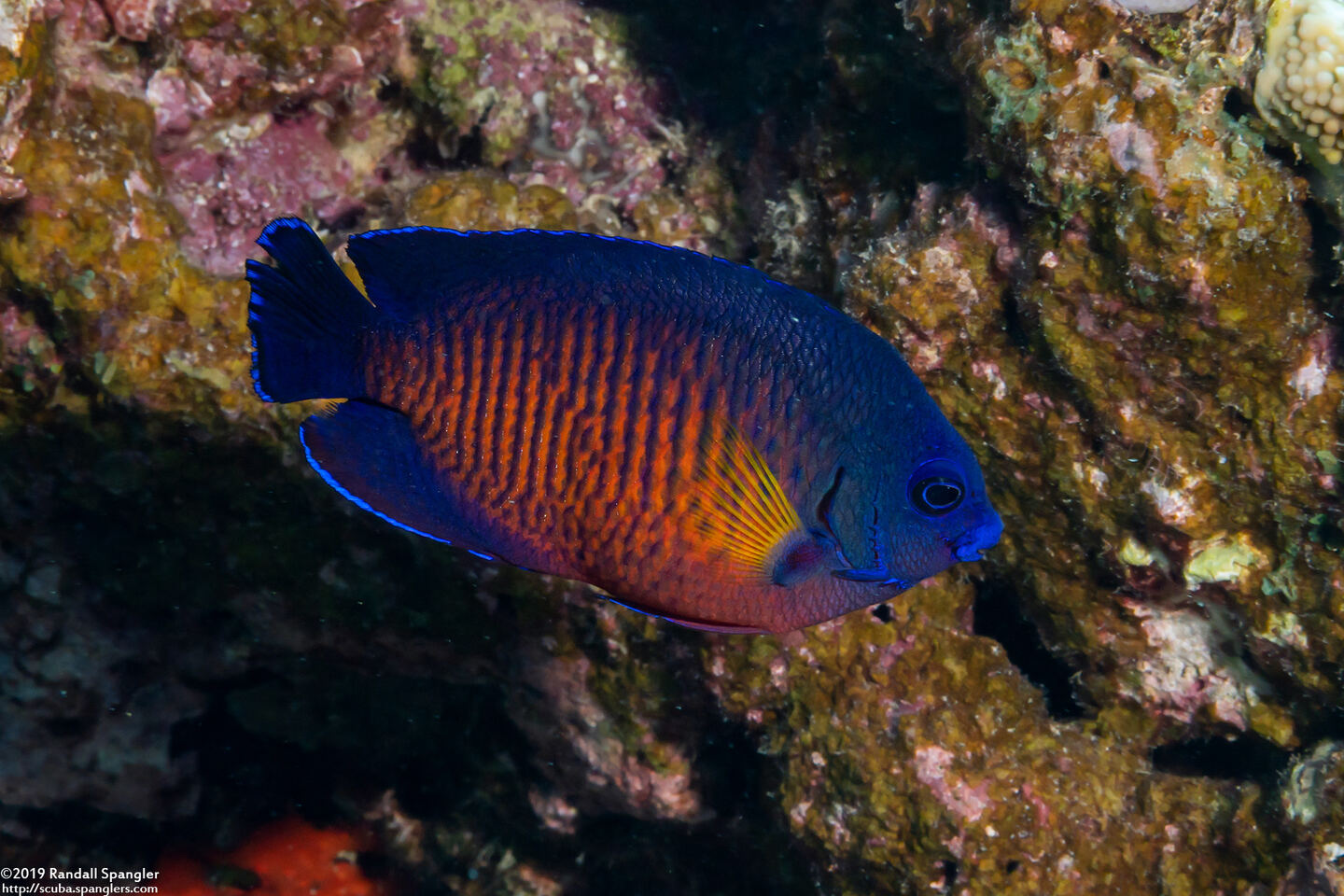 Centropyge bispinosa (Two-Spined Angelfish)