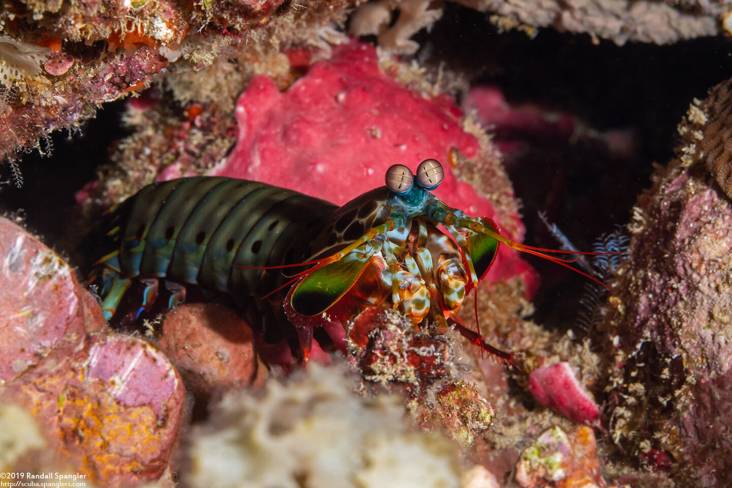 Odontodactylus scyllarus (Peacock Mantis Shrimp)