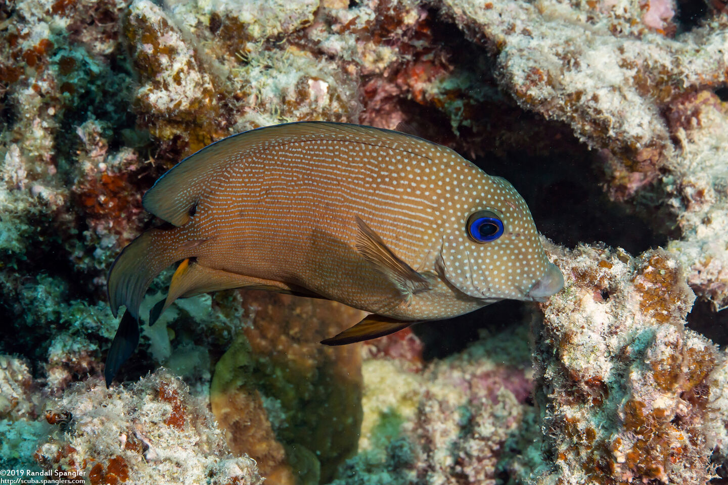 Ctenochaetus binotatus (Twospot Bristletooth)