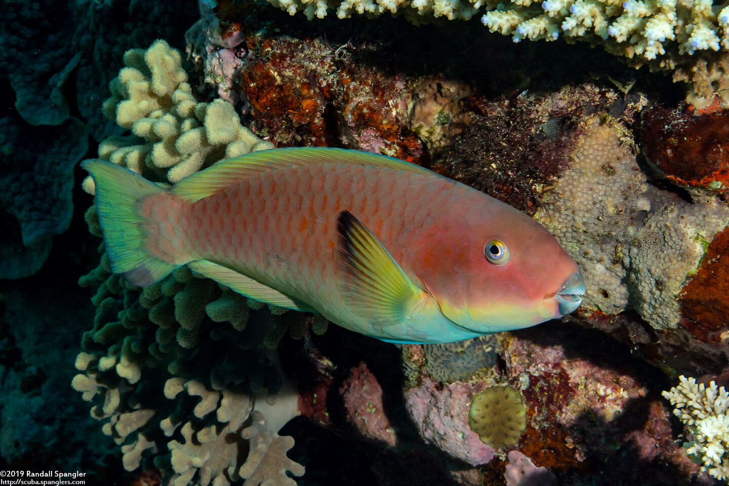 Chlorurus microrhinos (Steephead Parrotfish)