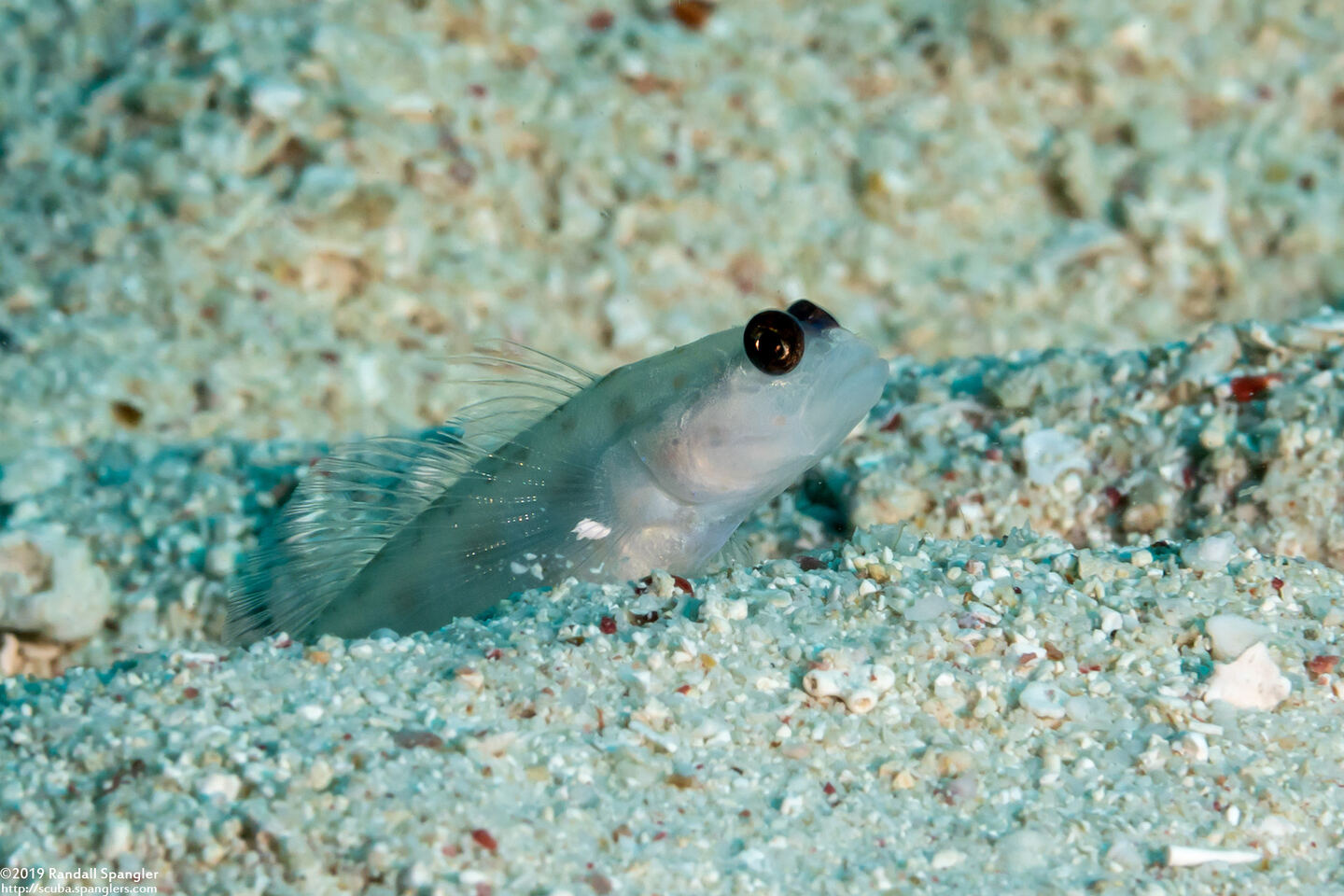 Ctenogobiops feroculus (Sand Shrimpgoby)